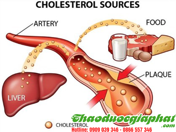 cay-tom-trong-giup-giam-cholesterol-trong-mau-tai-quan-tan-phu