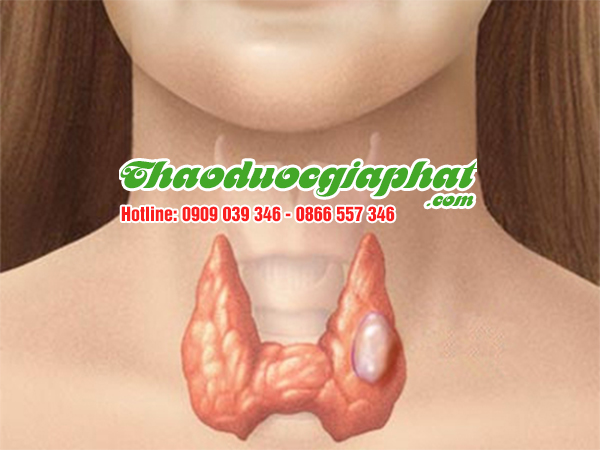 cay-tom-trong-giup-khang-ung-buou-tai-quan-go-vap