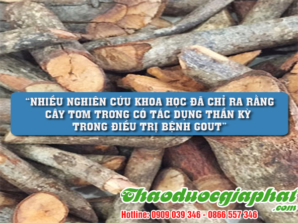 cay-tom-trong-tai-quan-phu-nhuan