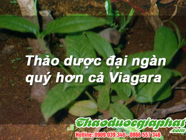cay-tom-trong-tai-quan-tan-phu