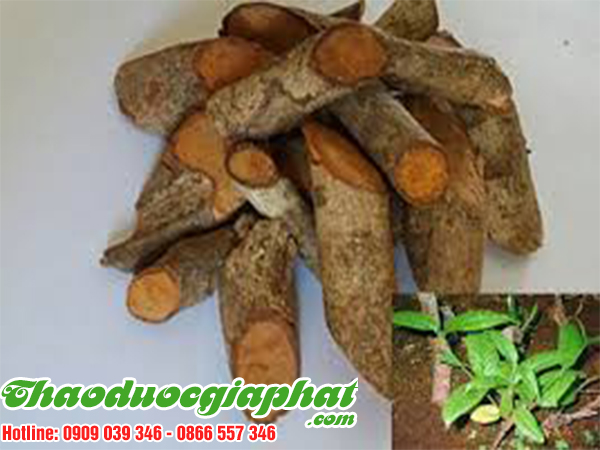 cay-tom-trong-tai-quan-thu-duc