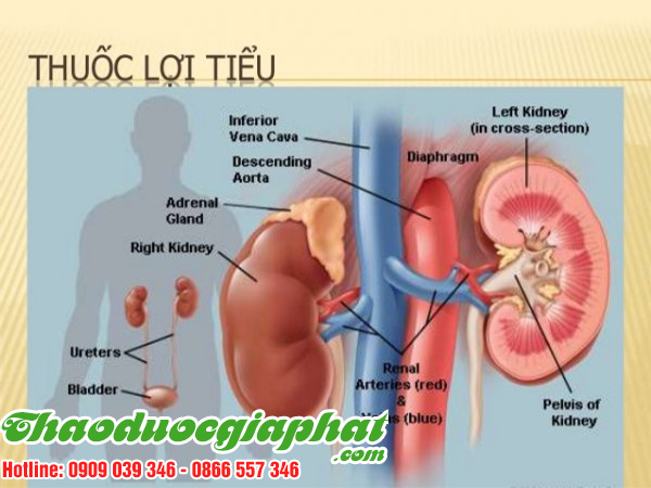 cay-voi-voi-giup-loi-tieu-tai-quan-tan-phu