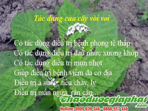 cay-voi-voi-tai-huyen-can-gio