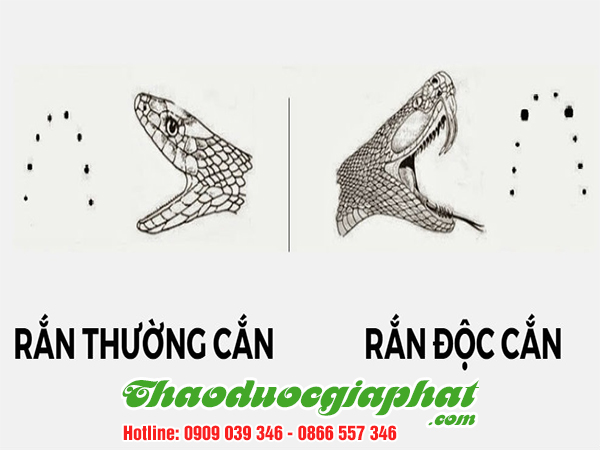 cay-voi-voi-tri-ran-can-tai-quan-thu-duc