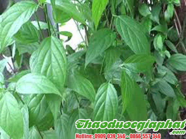 cay-xuong-khi-tai-quan-1