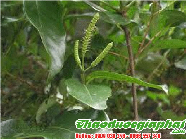 day-gam-tot-nhat-tai-quan-7