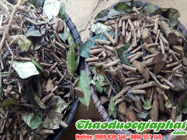 day-gam-tot-nhat-tai-quan-9