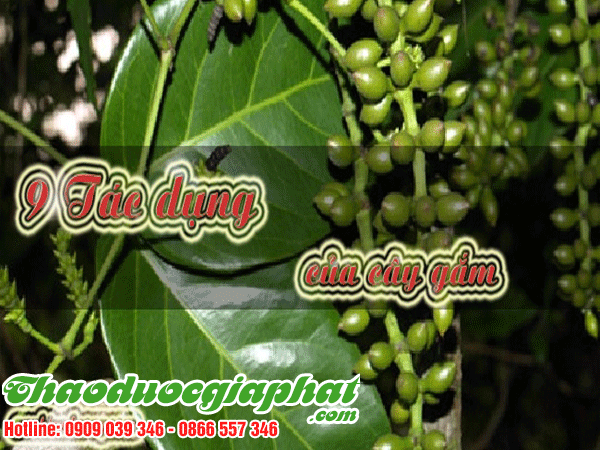 day-gam-tot-nhat-tai-quan-binh-thanh