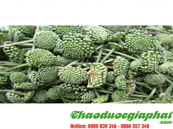 hoa-tam-that-tai-huyen-can-gio