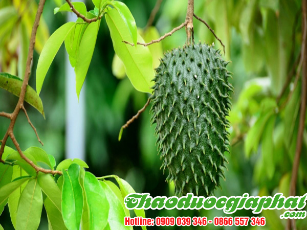 la-mang-cau-tai-huyen-binh-chanh