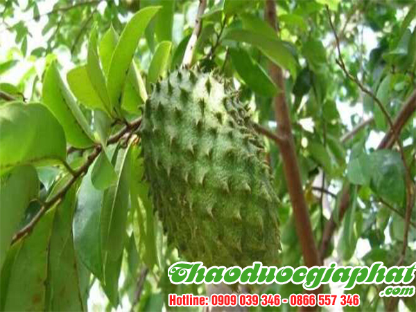 la-mang-cau-tai-huyen-nha-be