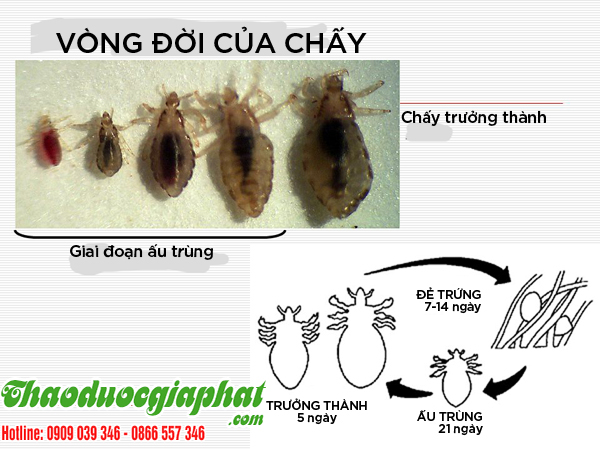 la-mang-cau-tri-chay-ran-tai-quan-phu-nhuan