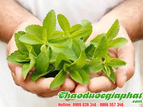 mua-ban-cay-co-ngot-uy-tin-chat-luong-12