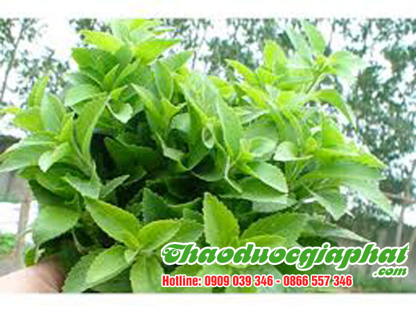 mua-ban-cay-co-ngot-uy-tin-chat-luong-tai-quan-4