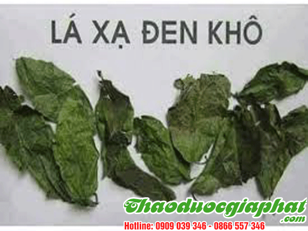 mua-ban-cay-xa-den-uy-tin-chat-luong-tai-huyen-binh-chanh