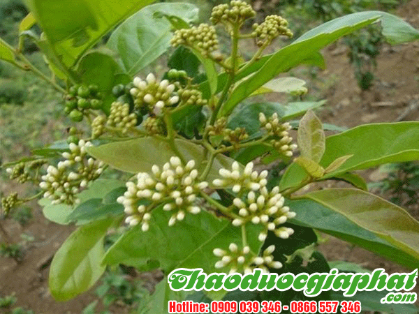 mua-ban-cay-xa-den-uy-tin-chat-luong-tai-huyen-cu-chi