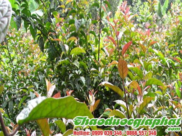 mua-ban-cay-xa-den-uy-tin-chat-luong-tai-huyen-nha-be