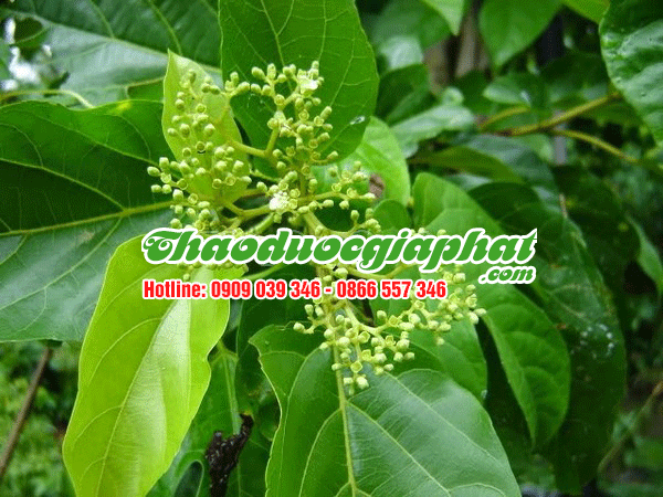 mua-ban-cay-xa-den-uy-tin-chat-luong-tai-quan-go-vap