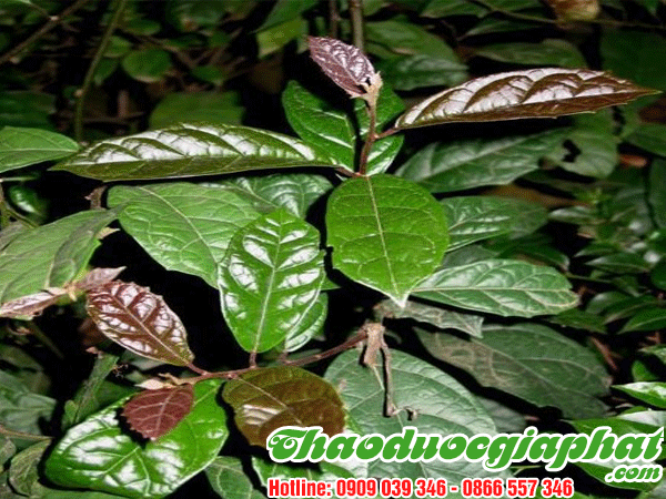 mua-ban-cay-xa-den-uy-tin-chat-luong-tai-quan-phu-nhuan