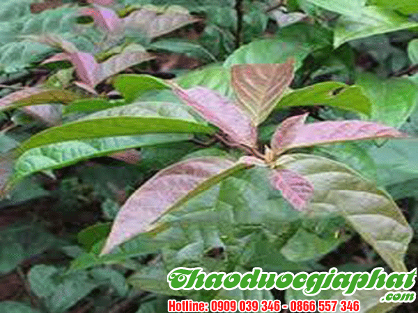 mua-ban-cay-xa-den-uy-tin-chat-luong-tai-quan-tan-phu