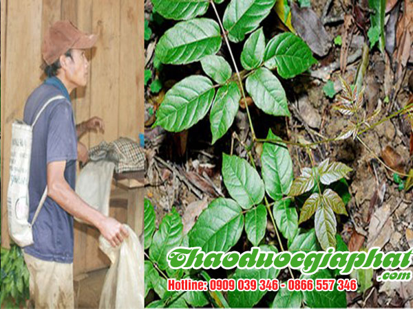 mua-ban-che-day-uy-tin-chat-luong-11