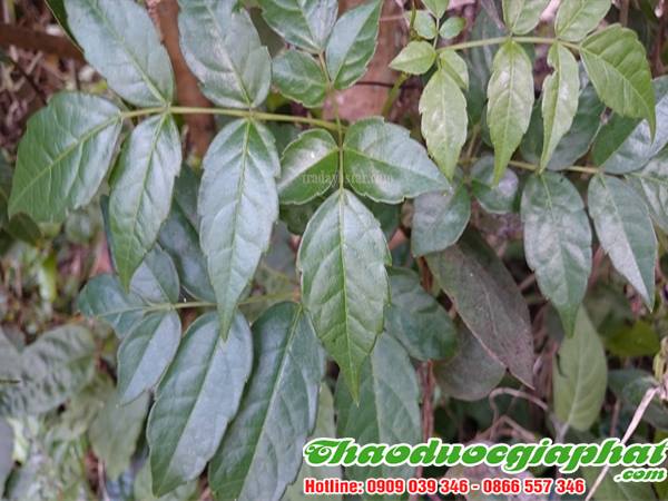 mua-ban-che-day-uy-tin-chat-luong-tại-quan-thu-duc