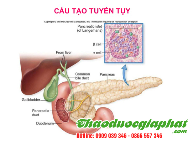nam-lim-xanh-tri-ung-thu-tuyen-tuy-tai-quan-4