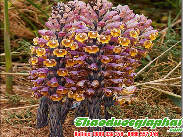 nhuc-thung-dung-tai-quan-1