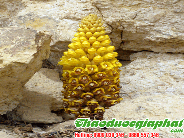 nhuc-thung-dung-tai-quan-10