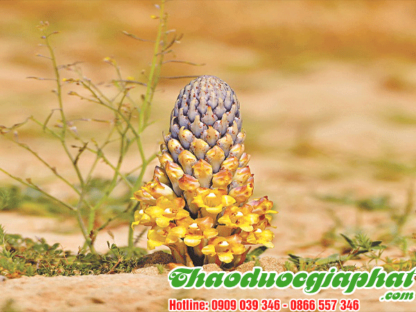 nhuc-thung-dung-tai-quan-binh-tan