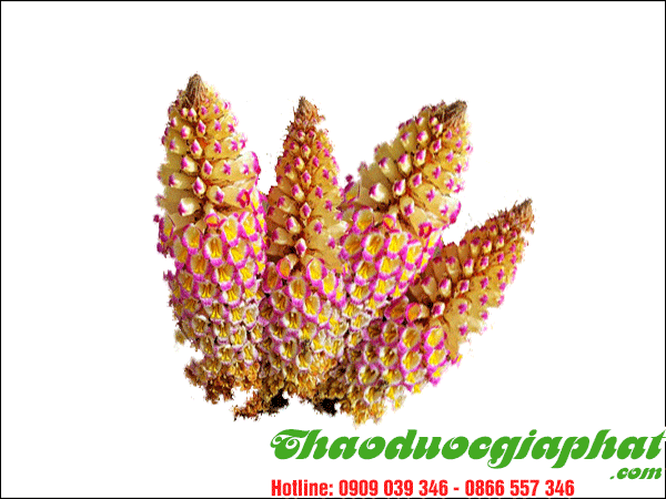 nhuc-thung-dung-tai-quan-go-vap