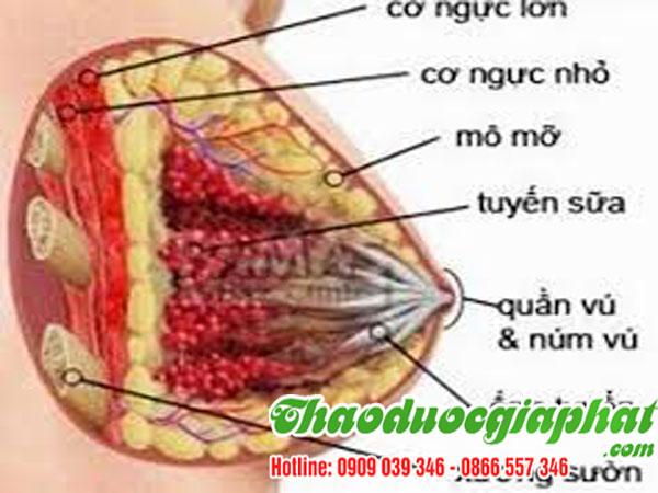 cu-khuc-khac-chua-tri-viem-tuyen-vu-tot-nhat-tai-huyen-hoc-mon
