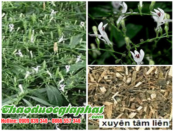 xuyen-tam-lien-quan-binh-thanh