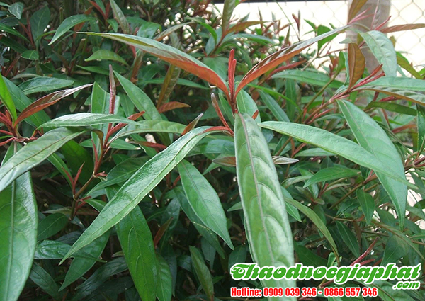 cay-do-ngon-thanh-nganh