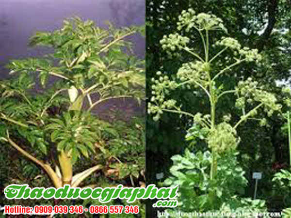 bach-chi-tai-quan-10