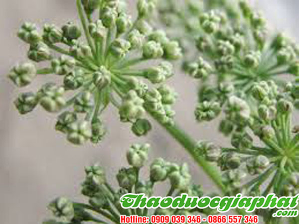 bach-chi-tai-quan-6.