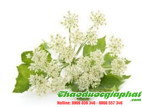 bach-chi-tai-quan-binh-tan