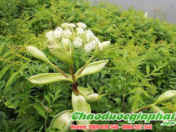 bach-chi-tai-quan-binh-thanh