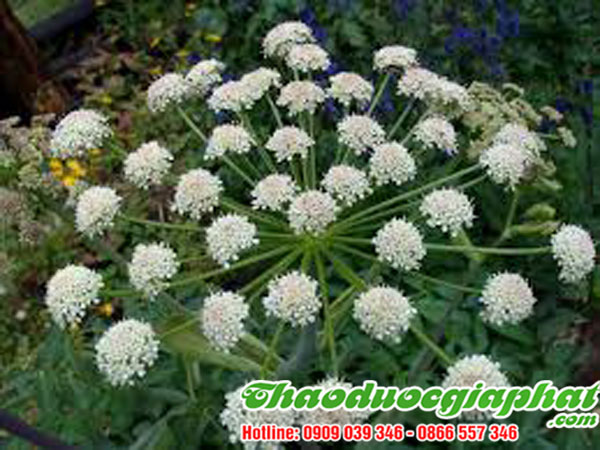 bach-chi-tai-quan-go-vap