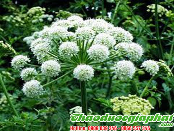 bach-chi-tai-quan-phu-nhuan