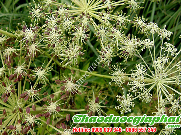 bach-chi-tai-quan-tan-binh