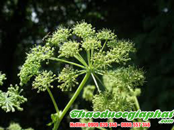 bach-chi-tai-quan-tan-phu