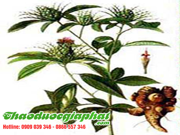 bach-chi-tai-quan-thu-duc