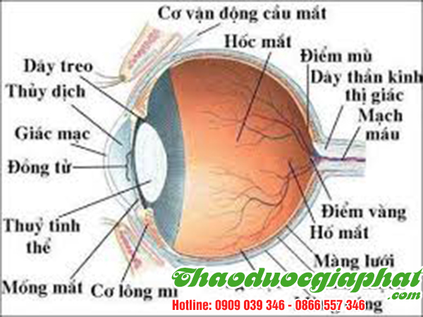 bach-chi-tri-cac-benh-ve-mat-tai-quan-phu-nhuan