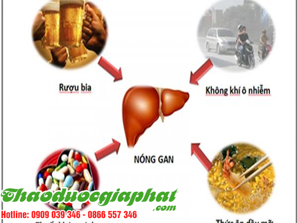 cam-thao-dat-giup-tri-nong-gan-tai-quan-7