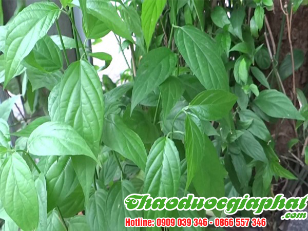 cay-bim-bip-tai-huyen-cu-chi-uy-tin