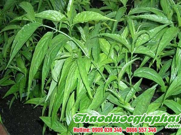 cay-bim-bip-tai-huyen-hoc-mon-uy-tin