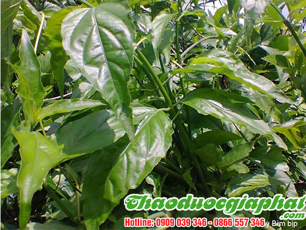 cay-bim-bip-tai-quan-10-uy-tin