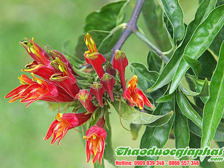 cay-bim-bip-tai-quan-11-uy-tin