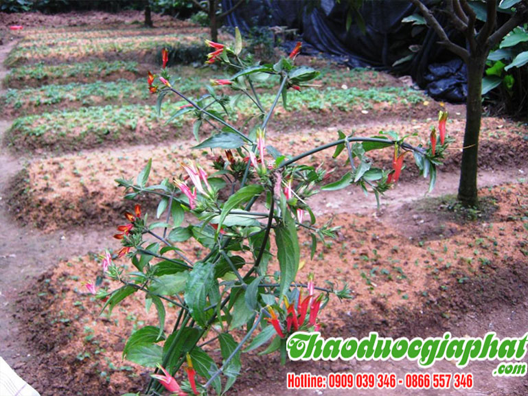 cay-bim-bip-tai-quan-12-uy-tin